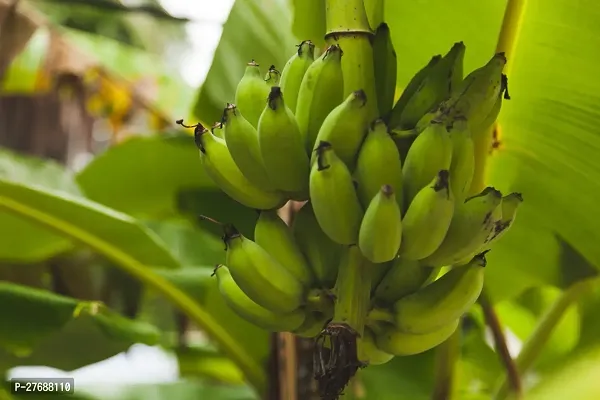 Zomoloco Live Plant Exotic Fruit Sweet Yellow Bana