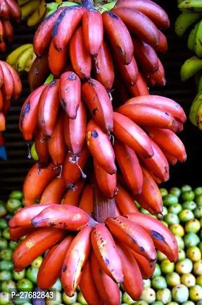 Zomoloco Hybrid Banana Live Plant For Higher Produ