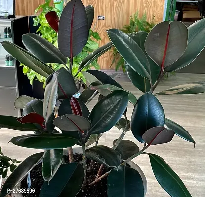 Zomoloco Live Rubber Plant For Indoor Home Decorat