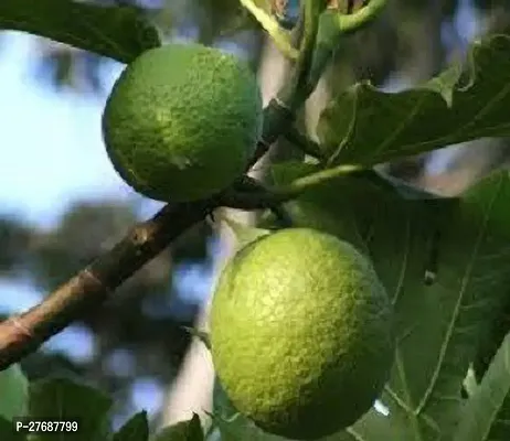 Zomoloco Live Breadfruit Plant Rare Dwarf Exotic A