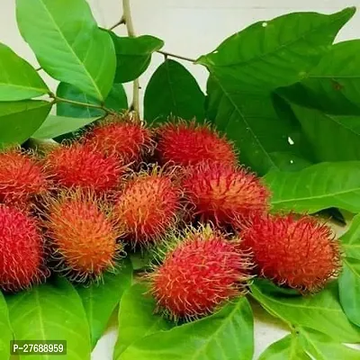 Zomoloco Rare Red Rambutan Hybrid Exotic Fruit See-thumb0