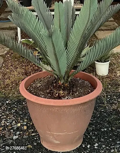 Zomoloco Cycas Revoluta Plant Live Plant Cf1061-thumb0