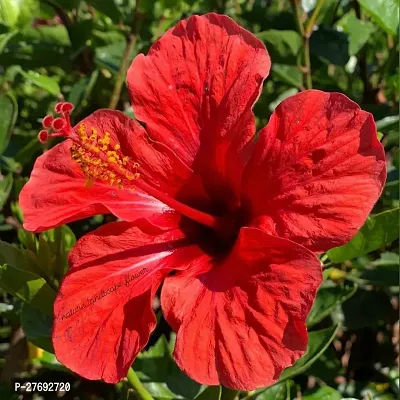 Zomoloco Hibiscus Red Live Flower Plant Cf42451-thumb0