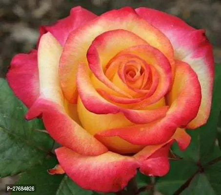 Zomoloco Grandiflora Rose 00251 Rose Plant-thumb0