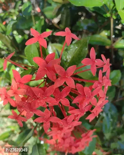 Zomoloco Trothic Ixora Chethi Red Plant Live Flowe-thumb0