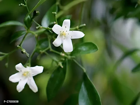 Zomoloco Kamini Flower Murraya Paniculata Plant C-thumb0