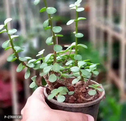 Zomoloco Jade Live Plant For Indoor Decoration C-thumb0