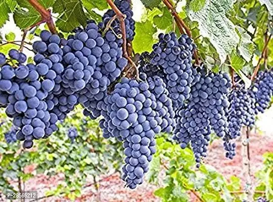 Zomoloco Grapes Plant Muscat Blue Grapes-thumb2