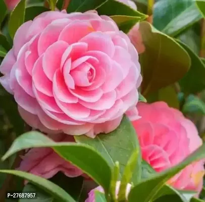 Zomoloco Pink Camellia Healthy Flower Plant For Ho