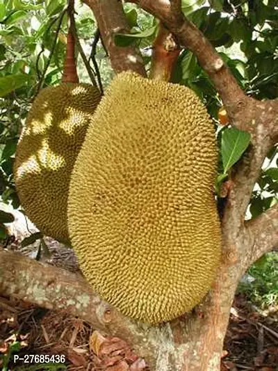 Zomoloco Kun Wi Chan Jackfruit Jack Fruit Plant-thumb0