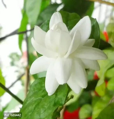 Zomoloco Arabian Jasmine Double Petal Live Flower