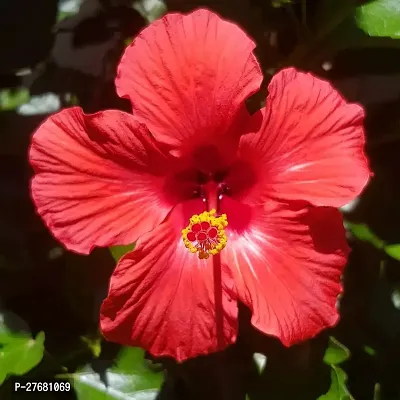 Zomoloco Hibiscus Red Live Flower Plant Disha220-thumb0