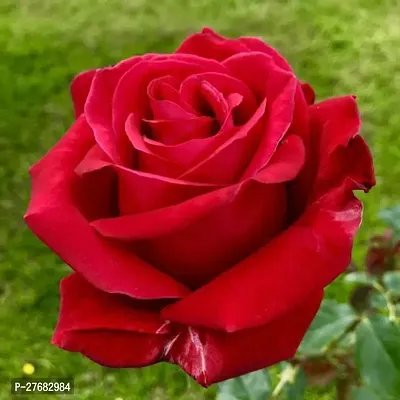 Zomoloco Hybrid Rose Plant 41 Rose Plant-thumb0