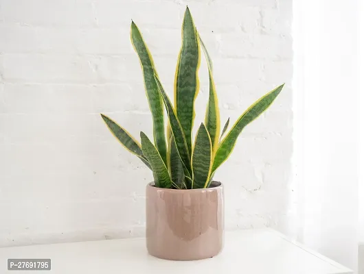 Zomoloco Snake Plant For Home Decorations Best For-thumb0