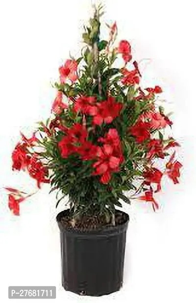 Zomoloco Mandeville Flower Plant Zf1 Mandevilla-thumb0