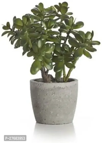 Zomoloco Rskjade16 Jade Plant-thumb0