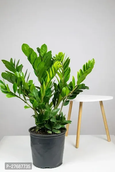 Zomoloco Live Air Purifying Indoor Zz Zamioculcas