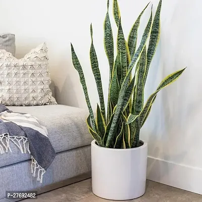 Zomoloco Snake Plant For Home Decorations Best For