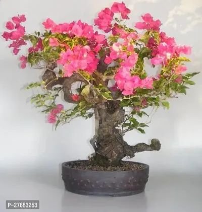 Zomoloco A001 Bougainvillea Plant-thumb0