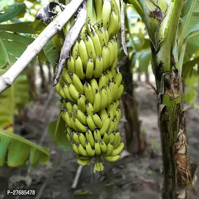 Zomoloco Thai Bananas Plant Banana Plant-thumb0