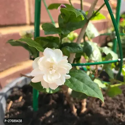 Zomoloco Arabian Jasmine Double Petal Live Flower