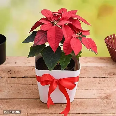 Zomoloco Cheerful Poinsettia Christmas Flower In-thumb0