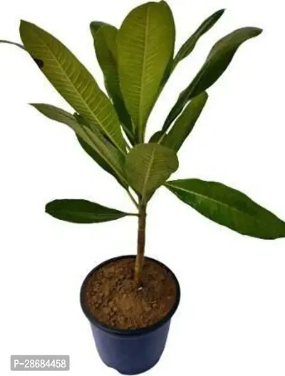 Zomoloco Plumeria Plant Plumeria_Plant_With_Pot-thumb0