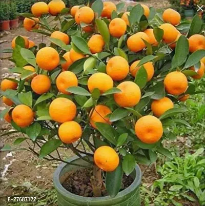 Zomoloco High Yield Orange Live Plantcf012 Orang-thumb0