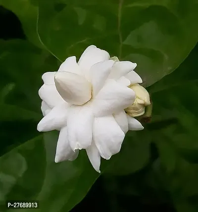 Zomoloco Arabian Jasmine Double Petal Live Flower-thumb0