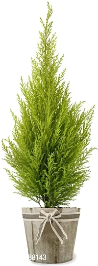 Zomoloco Live Christmas Plant Healthy Decorative-thumb0