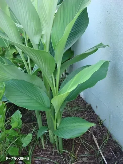 Zomoloco Turmeric Plant Turmeric Plant-thumb0