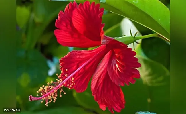 Zomoloco Hibiscus Red Cf3001011 Hibiscus Plant-thumb0