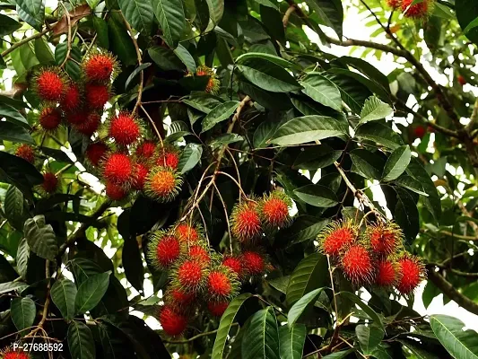 Zomoloco Rare Red Rambutan Hybrid Exotic Fruit See