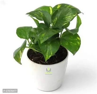 Zomoloco Money Plant Money Plant-thumb0