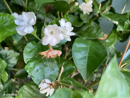 Zomoloco Arabian Jasmine Double Petal Live Flower