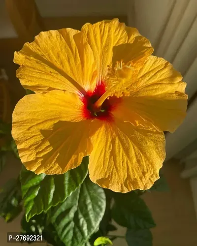 Zomoloco Hibiscus Yellow Live Flower Plant Cf3300