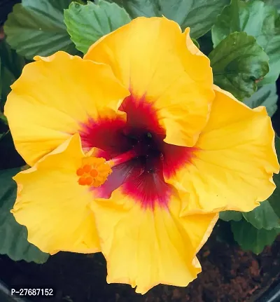 Zomoloco Hibiscus Yellow Live Flower Plant Cf3300-thumb0