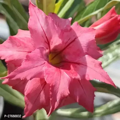 Zomoloco Air Layered Adenium Plant Live Plant Cf4