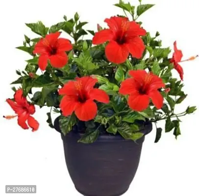 Zomoloco Live Hibiscusgudhal Red Double Flower Pl-thumb0