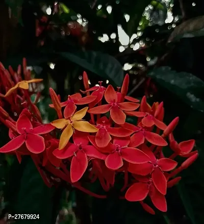 Zomoloco Trothic Ixora Chethi Red Plant Live Flowe