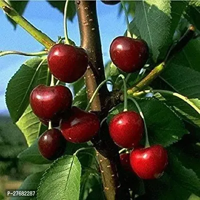 Zomoloco Cci11 Cherry Fruit Plant