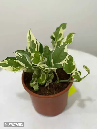 Zomoloco Money Plant Cf0043 Money Plant