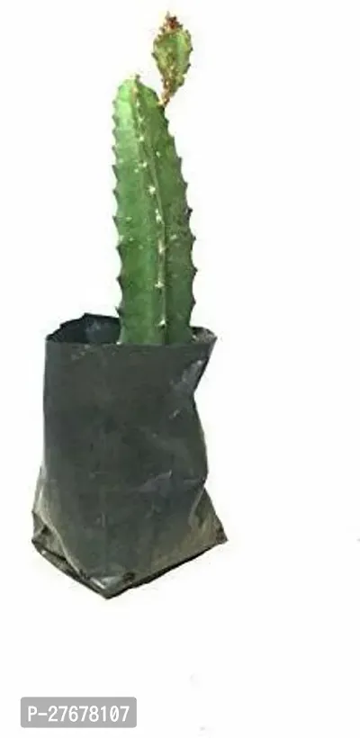 Zomoloco Bp07 Sweet Dragon Fruit Plant Dragon Tre-thumb0