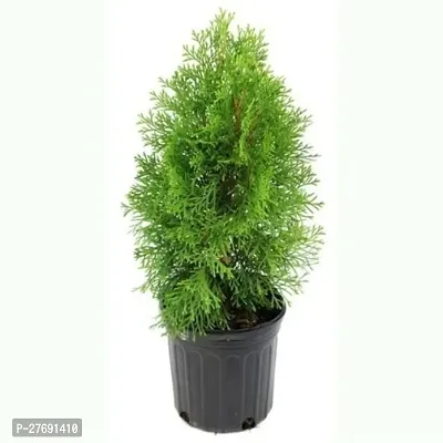 Zomoloco Morpankhi Live Plant For Home Garden Dec-thumb0