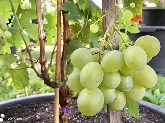 Zomoloco Grapes Plant Grape Plant