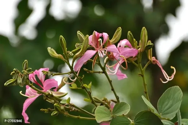 Zomoloco Kanchan Bauhinia Acuminata Pink Flower-thumb0