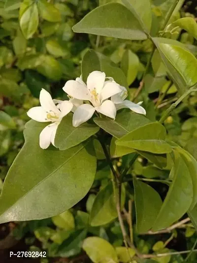 Zomoloco Murraya Paniculata Kamini Flower Plant Cf-thumb0