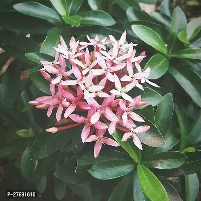 Zomoloco Trothic Ixora Chethi White Plant Live Flo