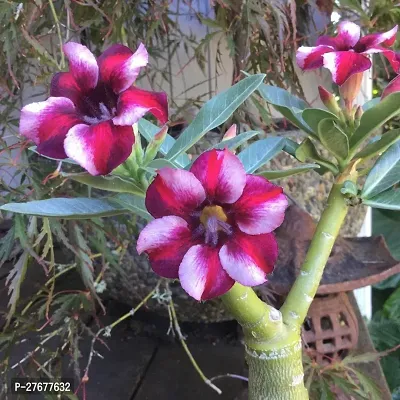 Zomoloco Adeniumhybrid Plantgrafted0132 Adenium