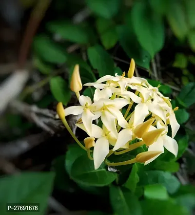 Zomoloco Trothic Ixora Chethi White Plant Live Flo